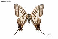 藏品(劍鳳蝶)的圖片